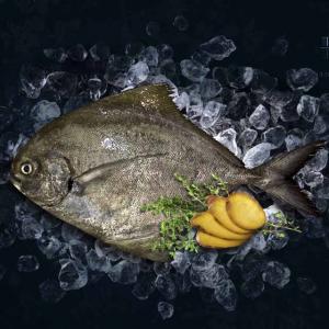 Black Pomfret