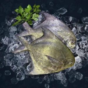 Chinese Pomfret