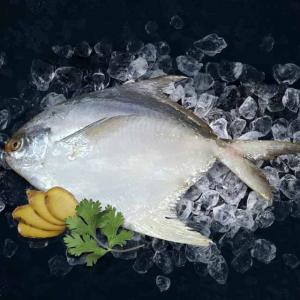 Silver Pomfret