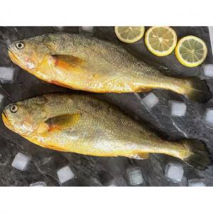 Yellow Croaker